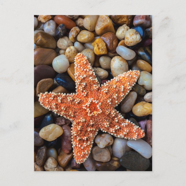 Starfish On Rocks Postcard (Front)