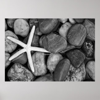 Starfish on Rocks Poster