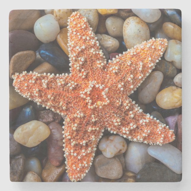 Starfish On Rocks Stone Coaster (Front)