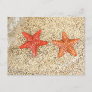 starfish on the beach, at the edge of the ocean postcard