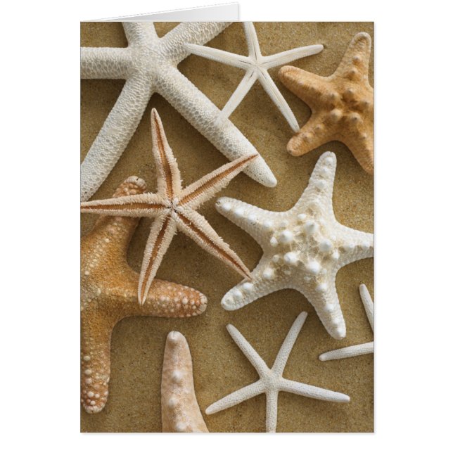 Starfish On The Sand (Front)