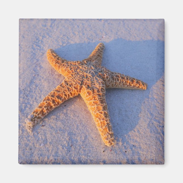 Starfish On White Sand Magnet (Front)