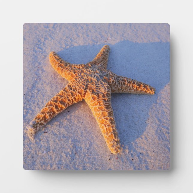 Starfish On White Sand Plaque (Front)