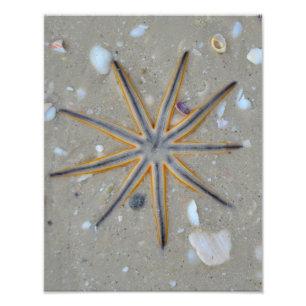 Starfish Photo Print