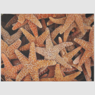 Starfish Photography Decoupage Tissue Paper