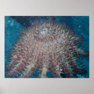 Starfish Photography Poster