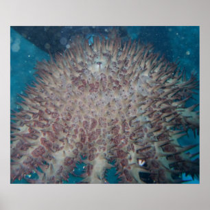 Starfish Photography Poster