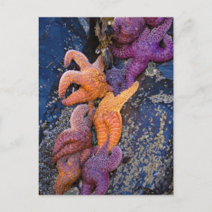 Starfish Pisaster Ochraceus & Ochre Sea Star Postcard