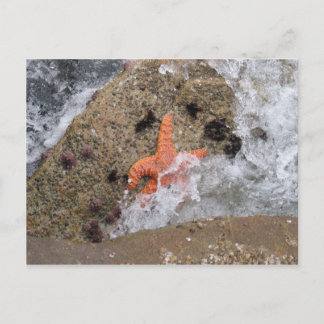 Starfish Postcard