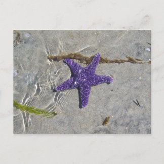 Starfish Postcard