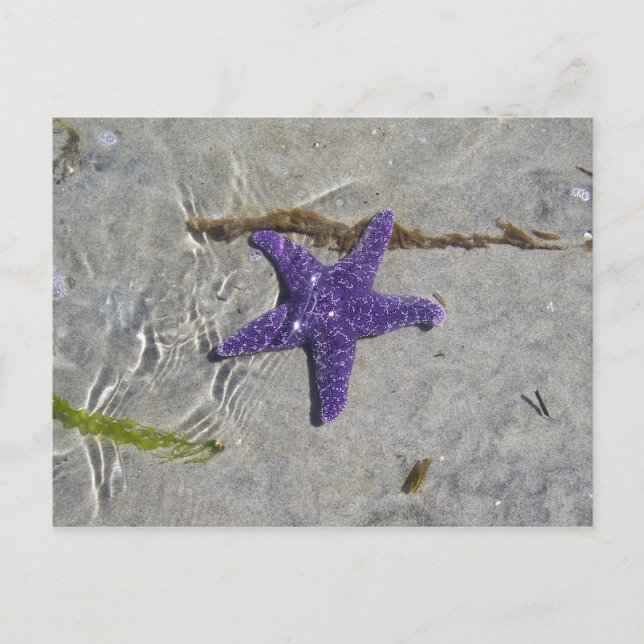Starfish Postcard (Front)