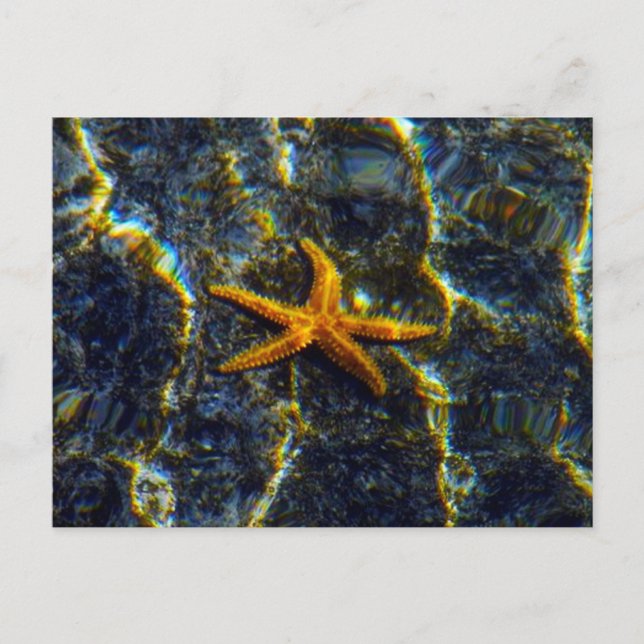 Starfish Postcard (Front)