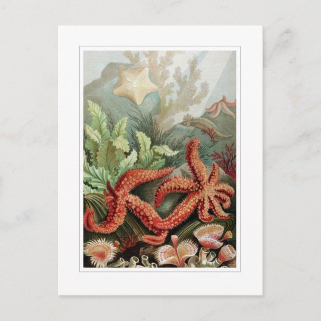 Starfish Postcard (Front)