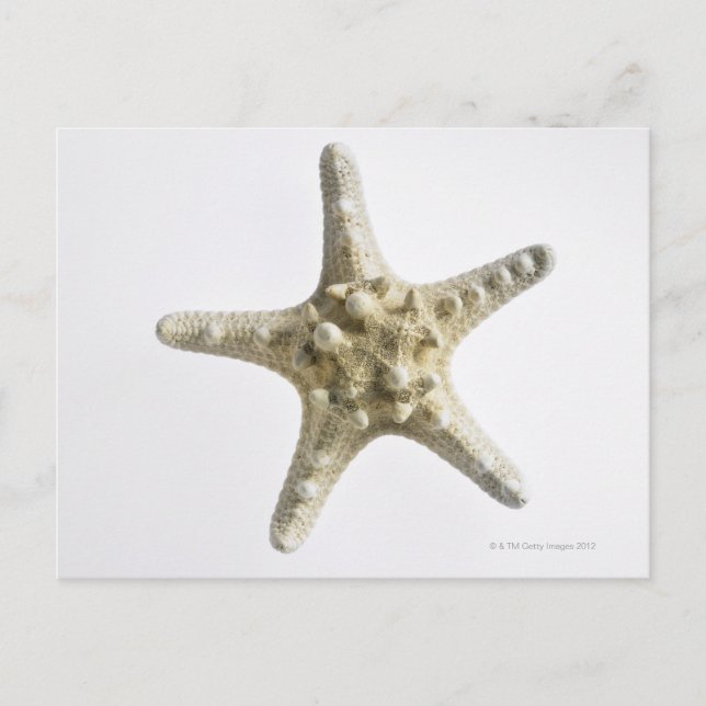 Starfish Postcard (Front)