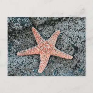 Starfish Postcard