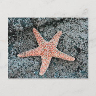 Starfish Postcard