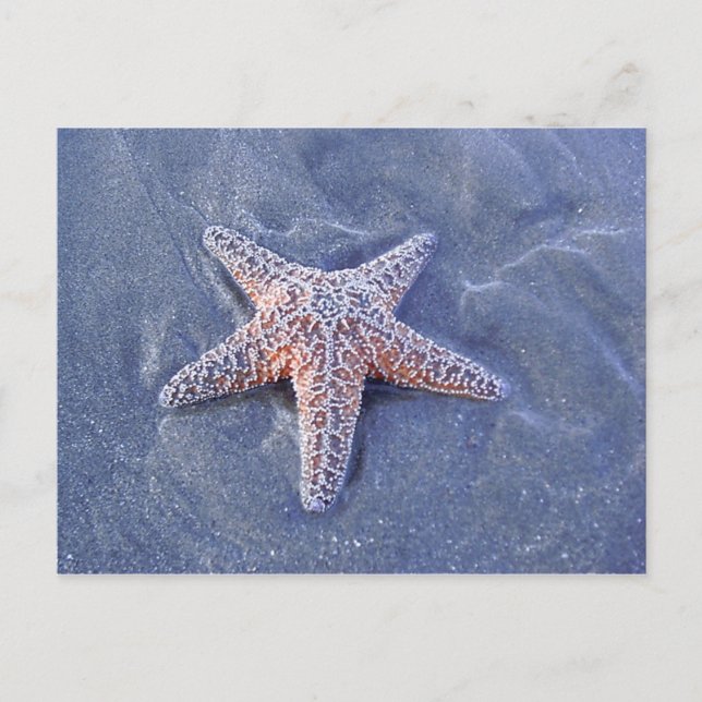 Starfish Postcard (Front)