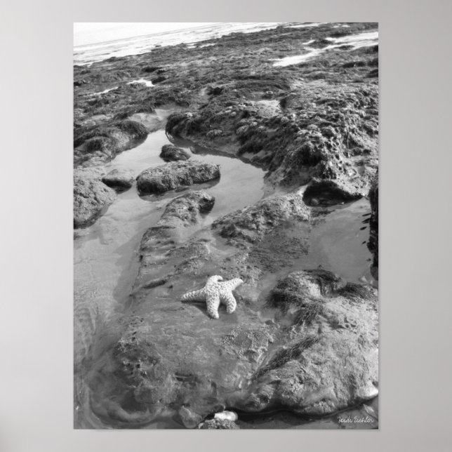 Starfish Poster (Front)