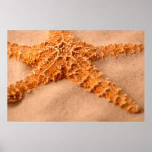 Starfish Poster