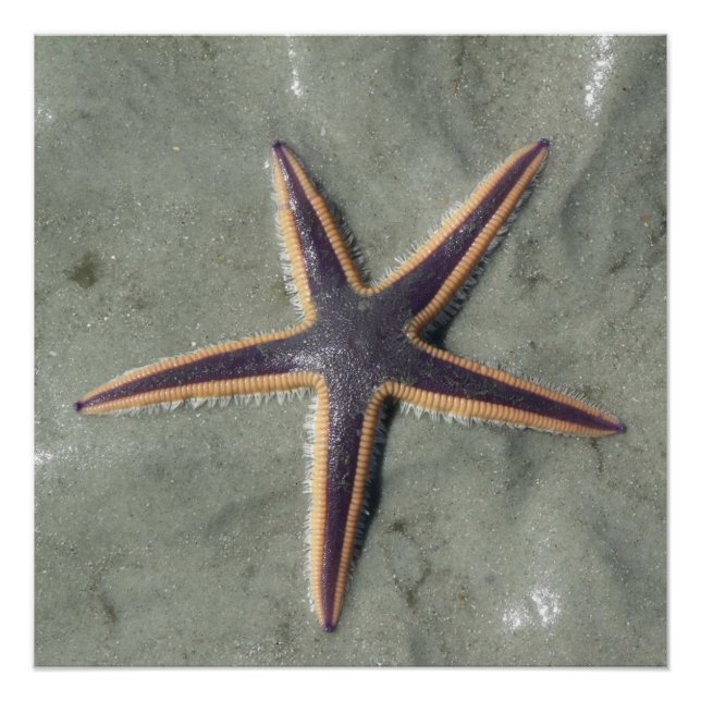 Starfish Poster (Front)