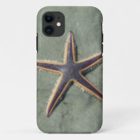 Starfish Purple sea star on beach