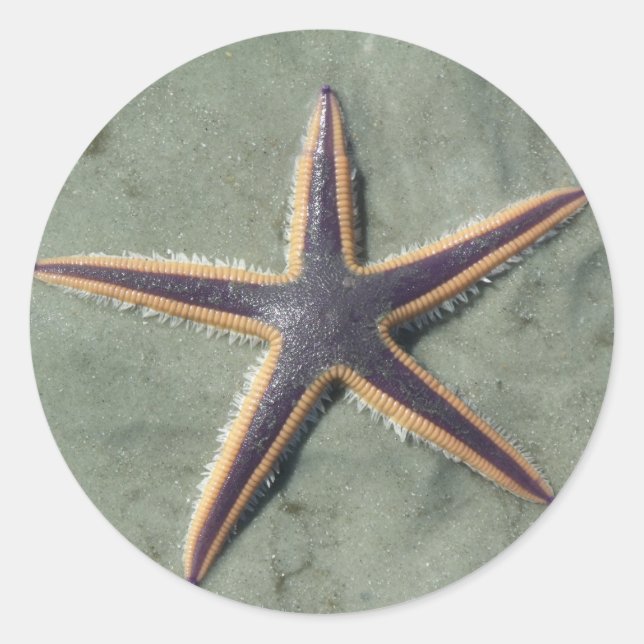 Starfish Purple sea star on beach Classic Round Sticker (Front)
