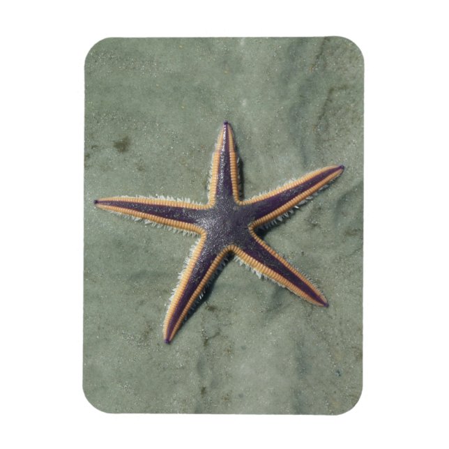 Starfish Purple sea star on beach Magnet (Vertical)