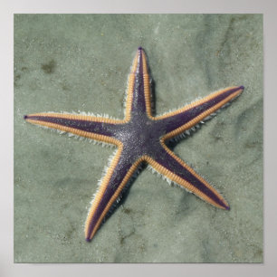 Starfish Purple sea star on beach Poster
