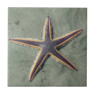 Starfish Purple sea star on beach Tile
