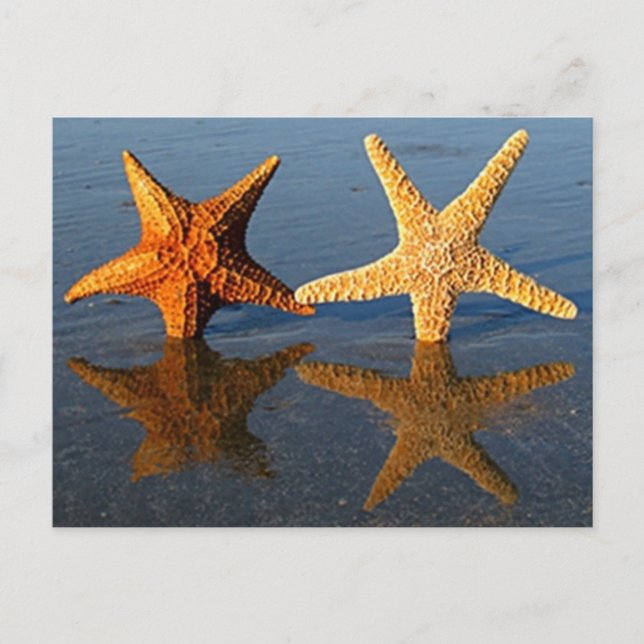 Starfish reflection Postcard (Front)