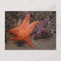 Starfish/Sea Stars, Cannon Beach OR, Photo 1