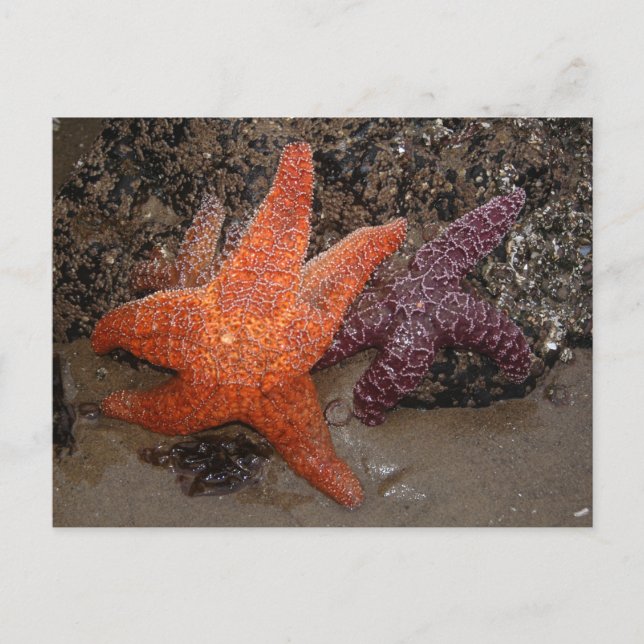 Starfish/Sea Stars, Cannon Beach OR, Photo 1 Postcard (Front)
