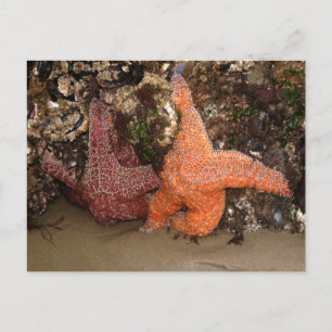 Starfish/Sea Stars, Cannon Beach OR, Photo 3 Postcard