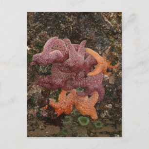 Starfish/Sea Stars, Cannon Beach OR, Photo 5 Postcard