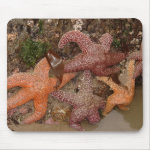 Starfish/Sea Stars in Cannon Beach, OR, Photo 4 Mouse Mat