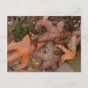 Starfish/Sea Stars in Cannon Beach, OR, Photo 4 Postcard