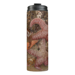 Starfish/Sea Stars in Cannon Beach, OR, Photo 4 Thermal Tumbler
