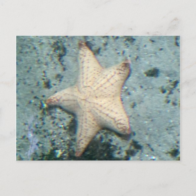 Starfish Seabed Ocean Quiet Postcard (Front)
