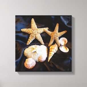 starfish seashells sealife beach still life photo canvas print