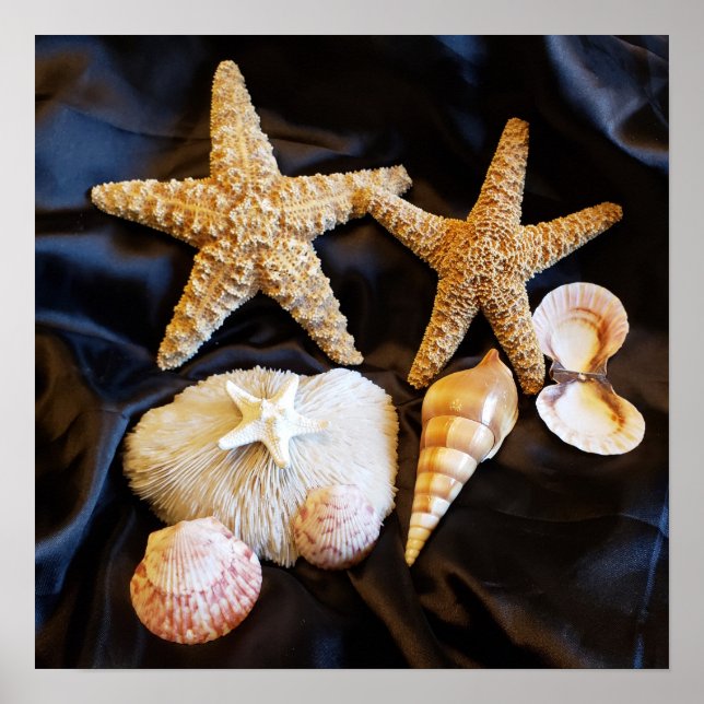 starfish seashells sealife beach still life photo poster (Front)