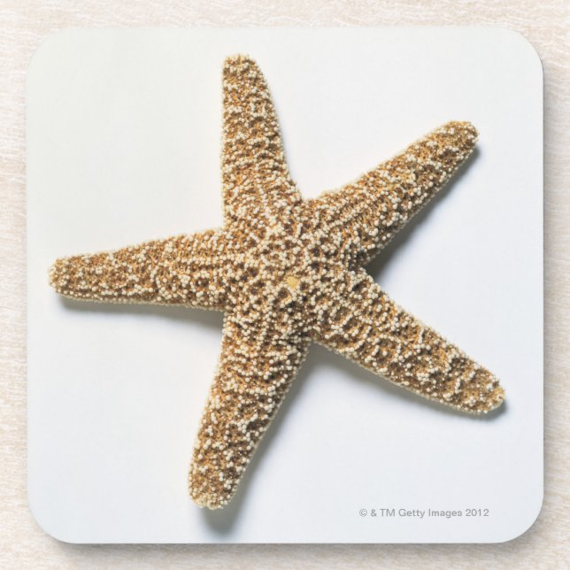 Starfish shell on white background coaster (Front)