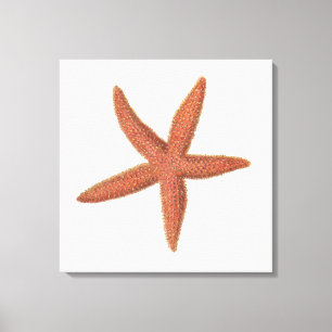 Starfish - Sherman Denton Fish Lithograph Canvas Print