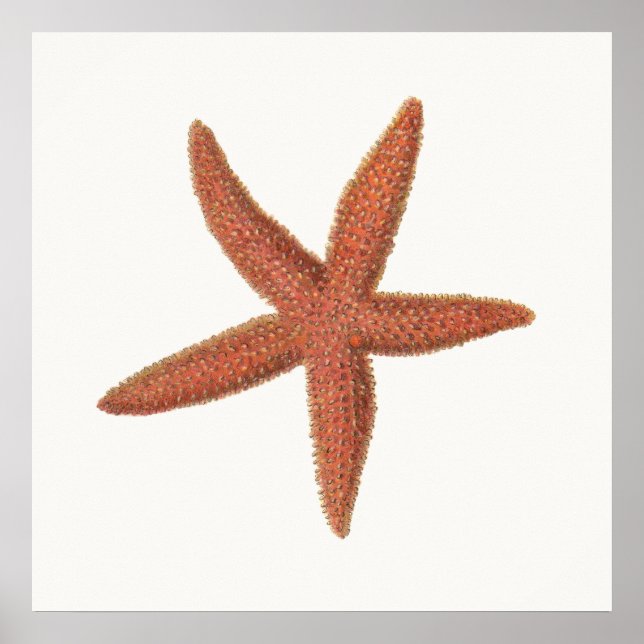 Starfish - Sherman Denton Fish Lithograph Poster (Front)