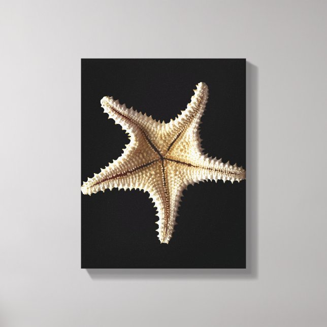 Starfish skeleton, close-up 2 canvas print (Front)