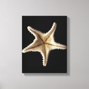 Starfish skeleton, close-up 2 canvas print