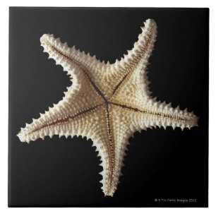Starfish skeleton, close-up 2 tile