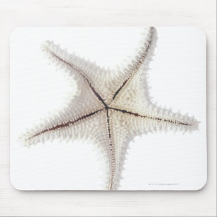 Starfish skeleton, close-up mouse mat