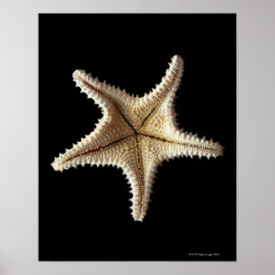 Starfish skeleton, close-up poster