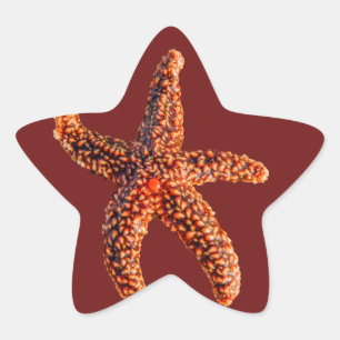 Starfish Star Sticker