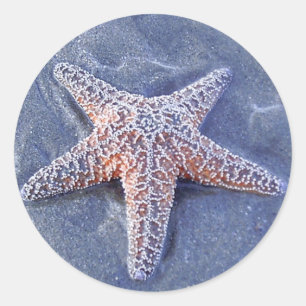 Starfish Sticker